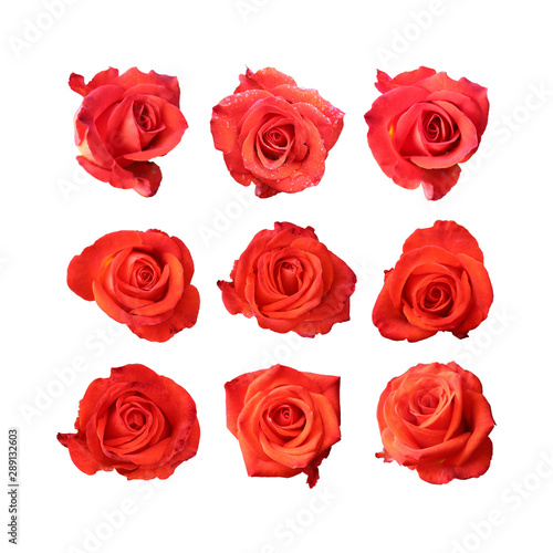red rose set