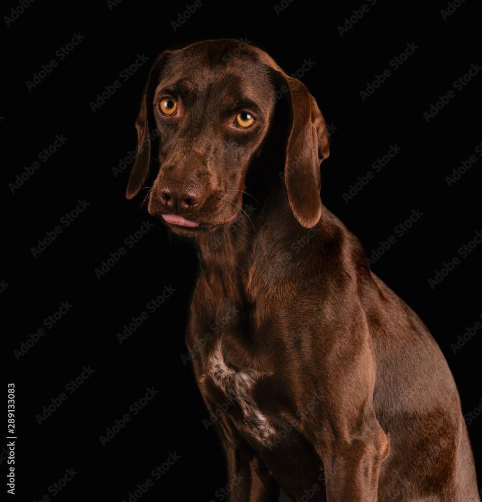 beautiful pet breed breed with tender look beautiful pet breed breed with tender look
