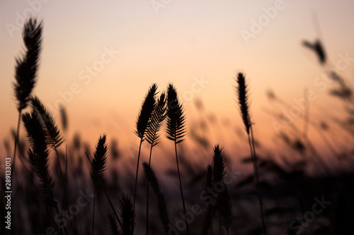 The contours of the spikelets of grass weeds at sunset  evening near the sea  beautiful sky. Background  nature