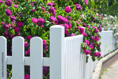 Weißer Lattenzaun um einen Vorgarten mit Rosen als Grundstücksabgrenzung