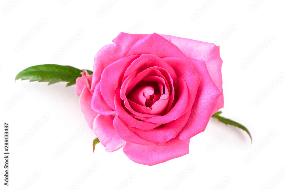 Pinkl rose flower. Detailed retouch Pinkl rose flower. Detailed retouch