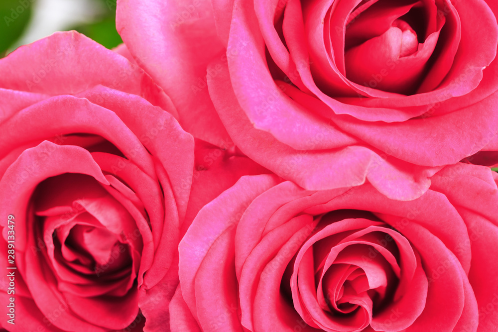 Pink Roses Bunch. Close Up.Abstract Background Pink Roses Bunch. Close Up.Abstract Background