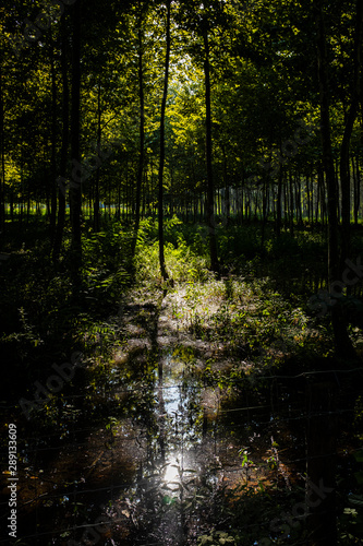 Dark forest landscape with sun rays lighting middle forest with green leaves © jordieasy