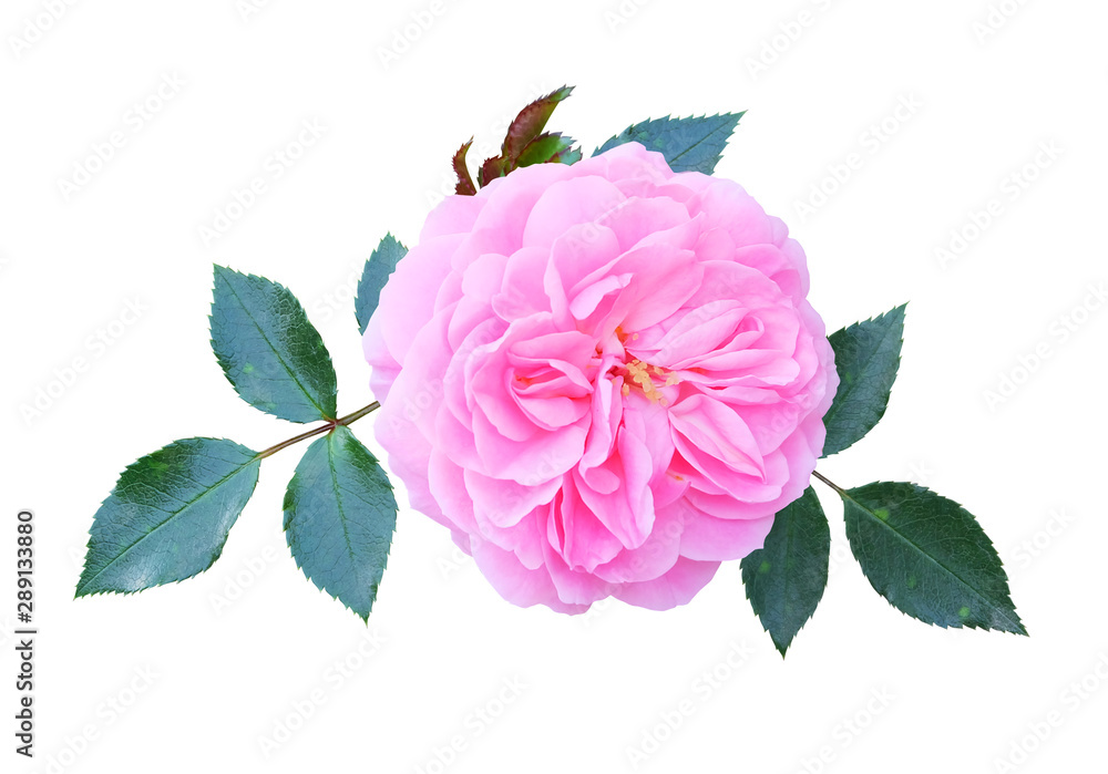 Pink climbing rose with leaves isolated on white background. Pink climbing rose with leaves isolated on white background.