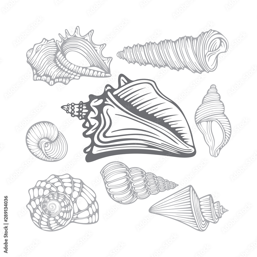 Fototapeta premium Seashells. Different sea shells hand drawn vector illustrations set. Part of set.