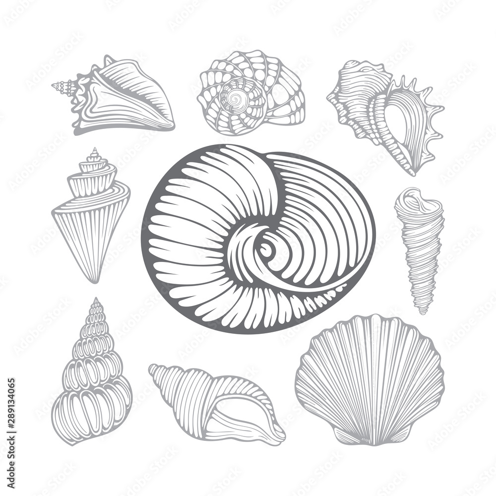 Seashells. Different sea shells hand drawn vector illustrations set. Part of set. Seashells. Different sea shells hand drawn vector illustrations set. Part of set.