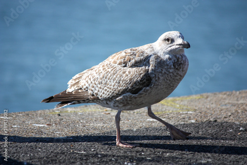 mouette