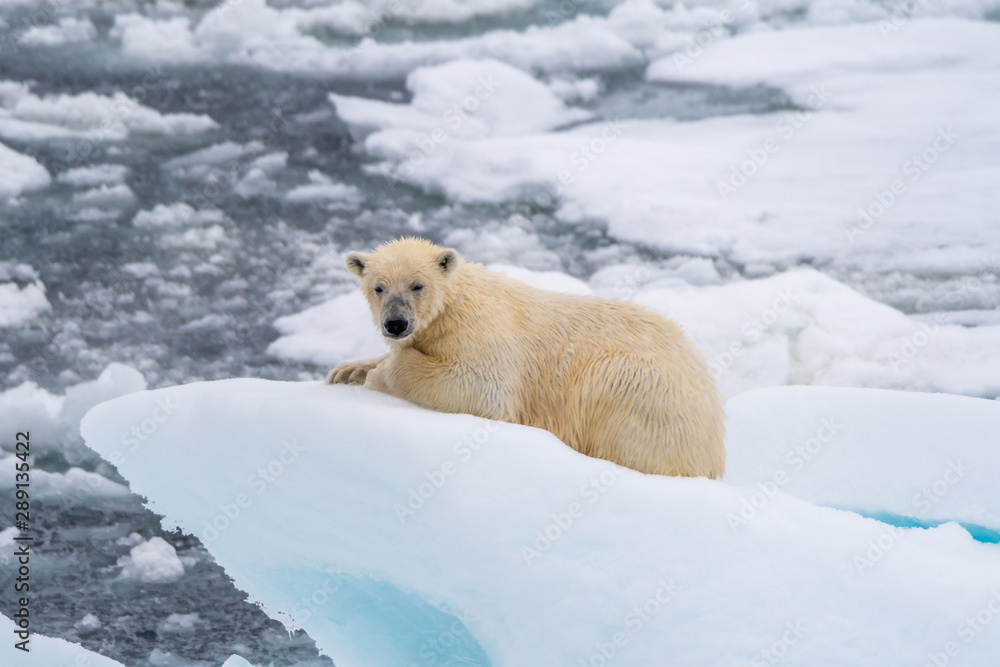 Polar bear (Ursus maritimus) lying on a floating sea ice pack off the coast of Svalbard, Norway. Polar bear (Ursus maritimus) lying on a floating sea ice pack off the coast of Svalbard, Norway.