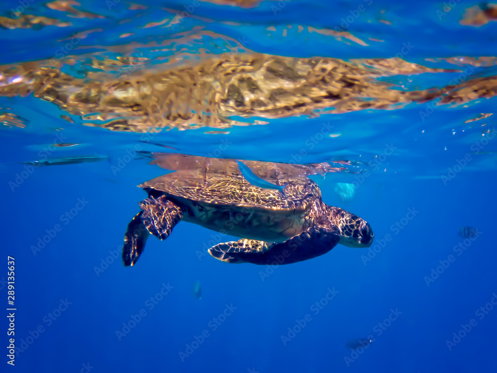 Obraz premium Hawaiian Green Sea Turtle with Blue Needlefish in Colorful Underwater Image