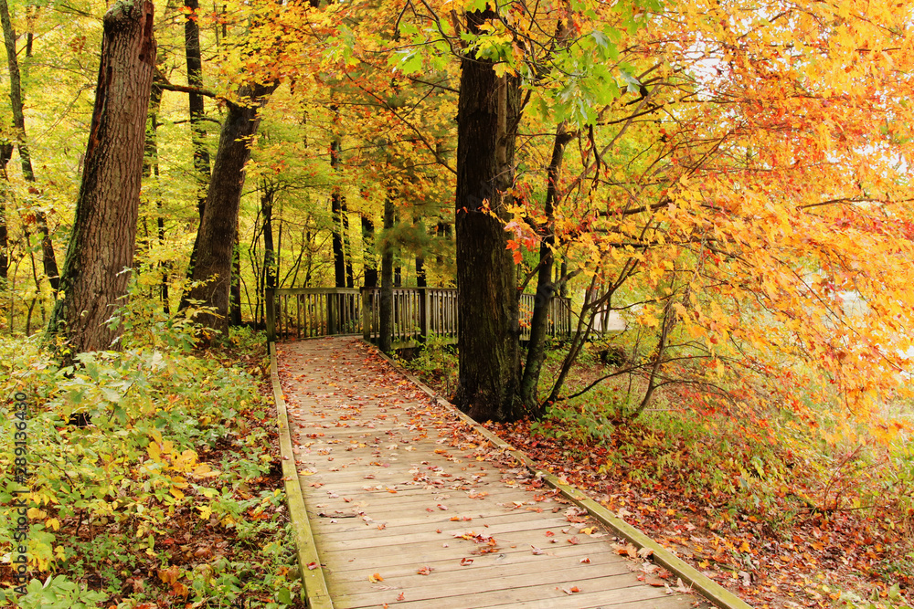 Scenic fall view with wooden boardwalk covered by foliage and way through the forest with colorful trees. Hiking trail at Devils Lake state park, Baraboo area, Wisconsin, USA.