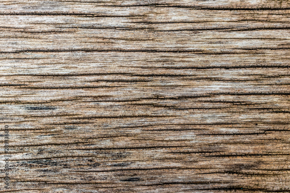 Grain of wood (Wood Grain) and rough pattern surface in the lumber or timber as the material texture background Grain of wood (Wood Grain) and rough pattern surface in the lumber or timber as the material texture background