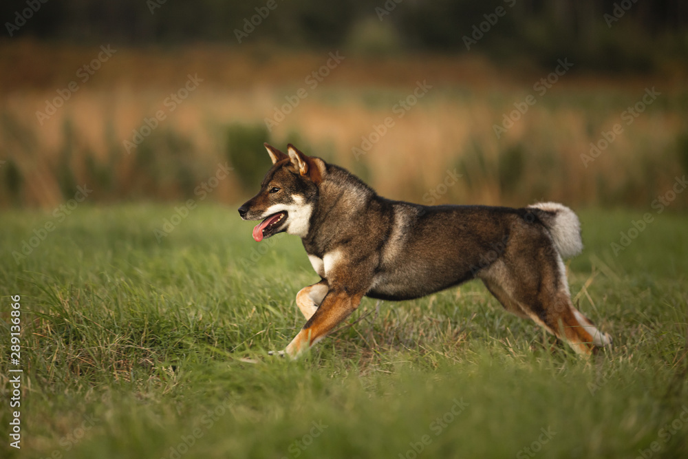 Cute, happy and beautiful Young Shikoku Dog running fast In the Meadow at sunset.