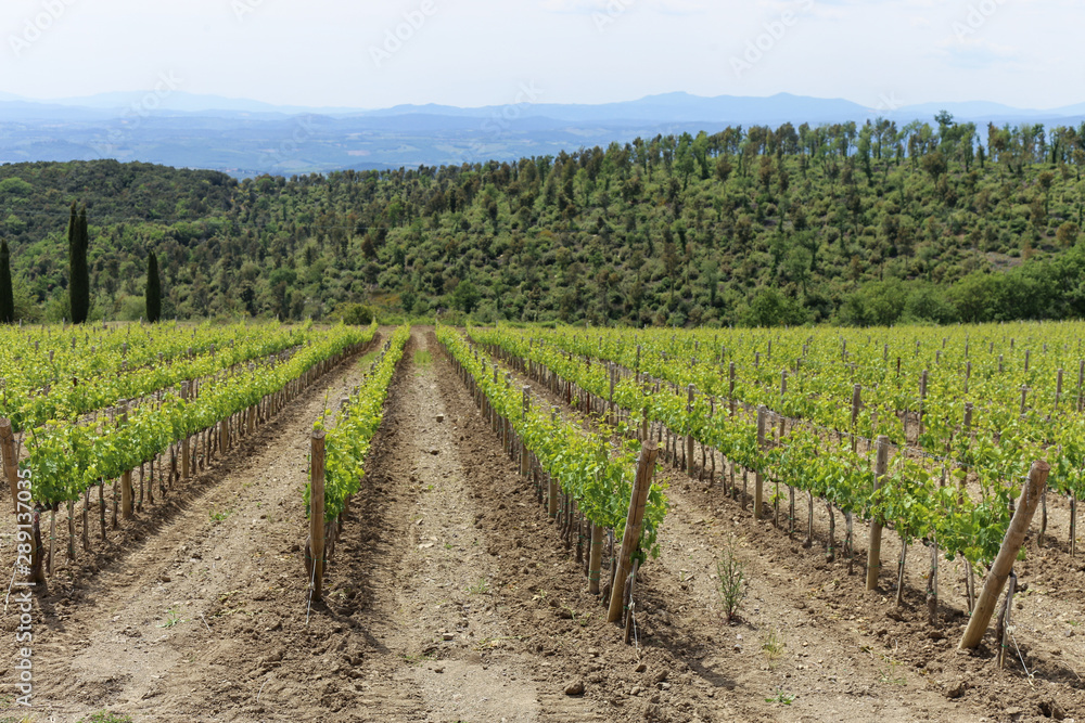 A vineyard showing rows of vines. Montalcino, Tuscany, Italy