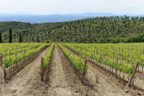 A vineyard showing rows of vines. Montalcino  Tuscany  Italy