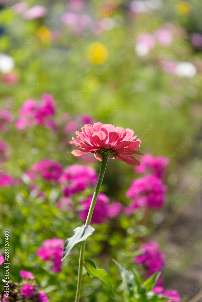 Obraz premium Blumen in einer Wiese
