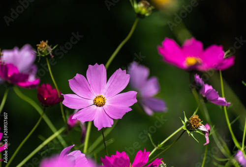 Cosmos bipinnatus a mixture of colours