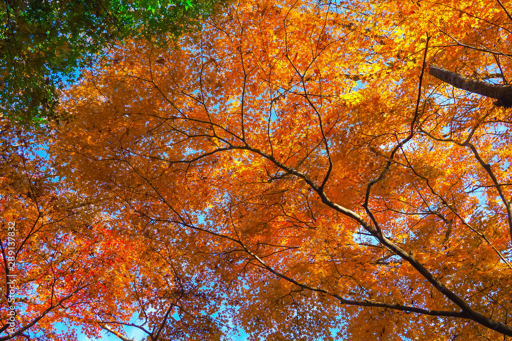 Colourful red and yellow maple leafe under the maple tree during autumn in South Korea,Maple red background.. Colourful red and yellow maple leafe under the maple tree during autumn in South Korea,Maple red background..