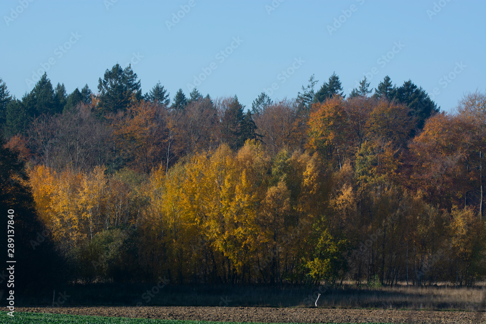 Obraz premium beech forest