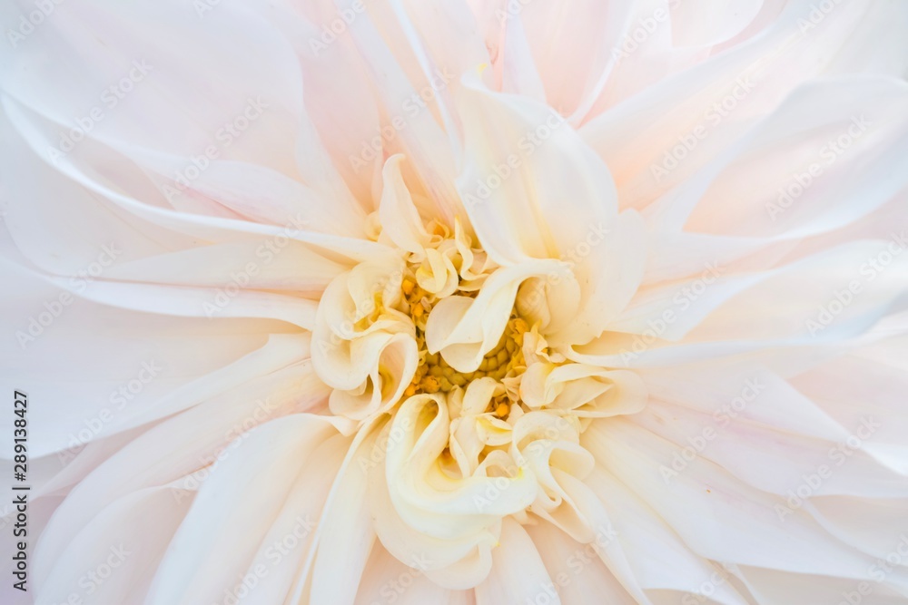 closeup of white flower