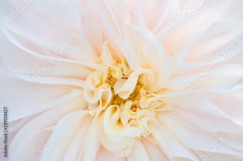 closeup of white flower © Ekaterina