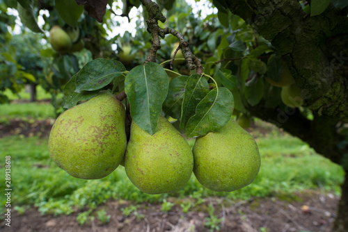 conference pears in an orchard