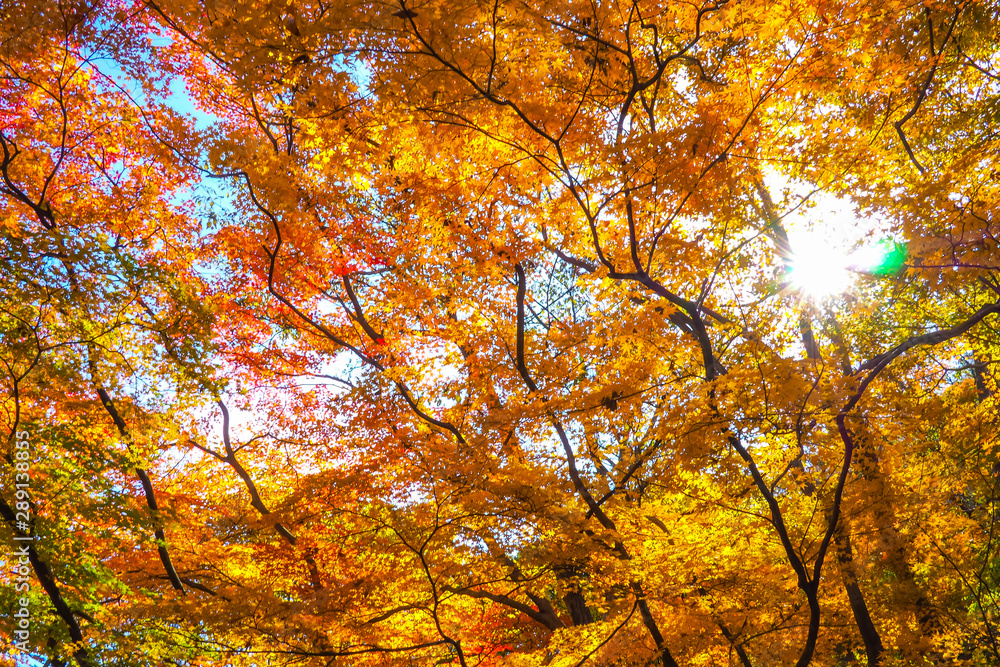 Colourful red and yellow maple leafe under the maple tree during autumn in South Korea,Maple red background.. Colourful red and yellow maple leafe under the maple tree during autumn in South Korea,Maple red background..