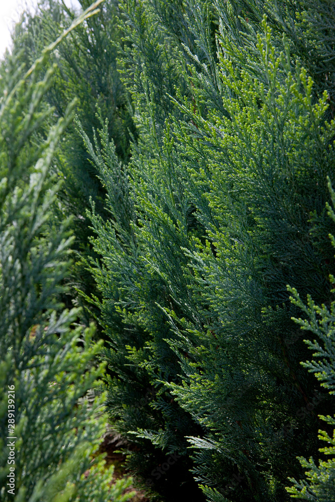 Horticulture. Tree nursery Netherlands Horticulture. Tree nursery Netherlands