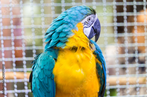 Fényképezés Close up Colorful macaws in the park.