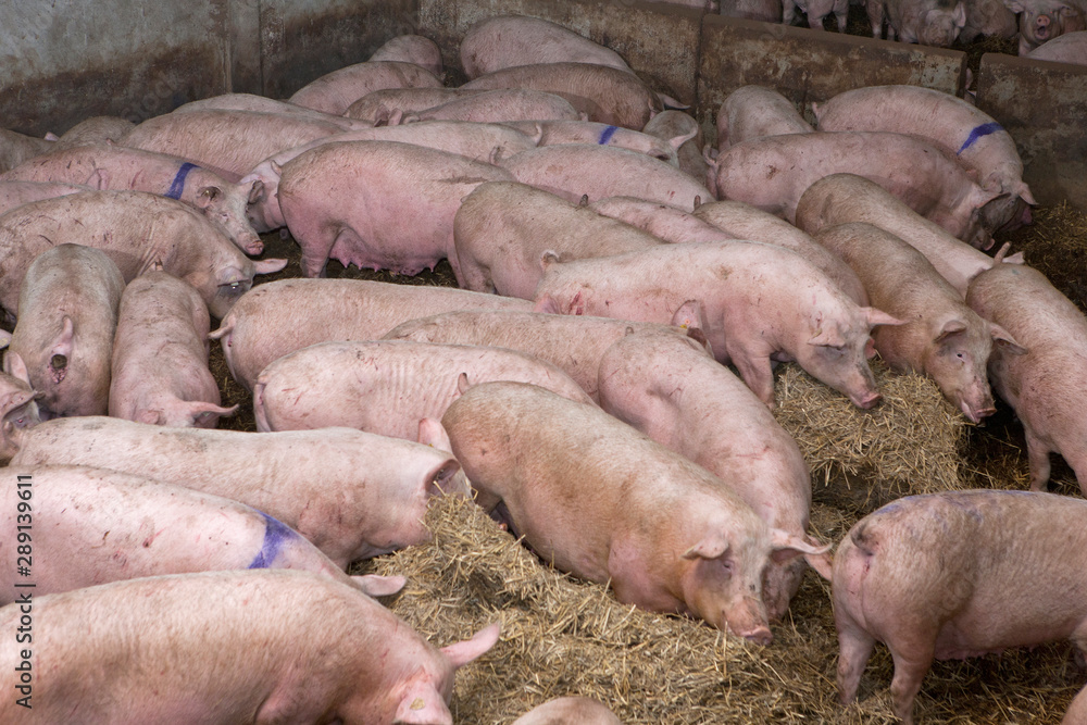 Free range pigs on straw. Netherlands. Farming Free range pigs on straw. Netherlands. Farming