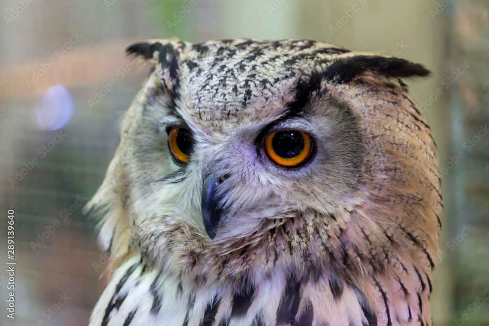 Fototapeta premium Clost up Cute Owl and His Big eyes. 