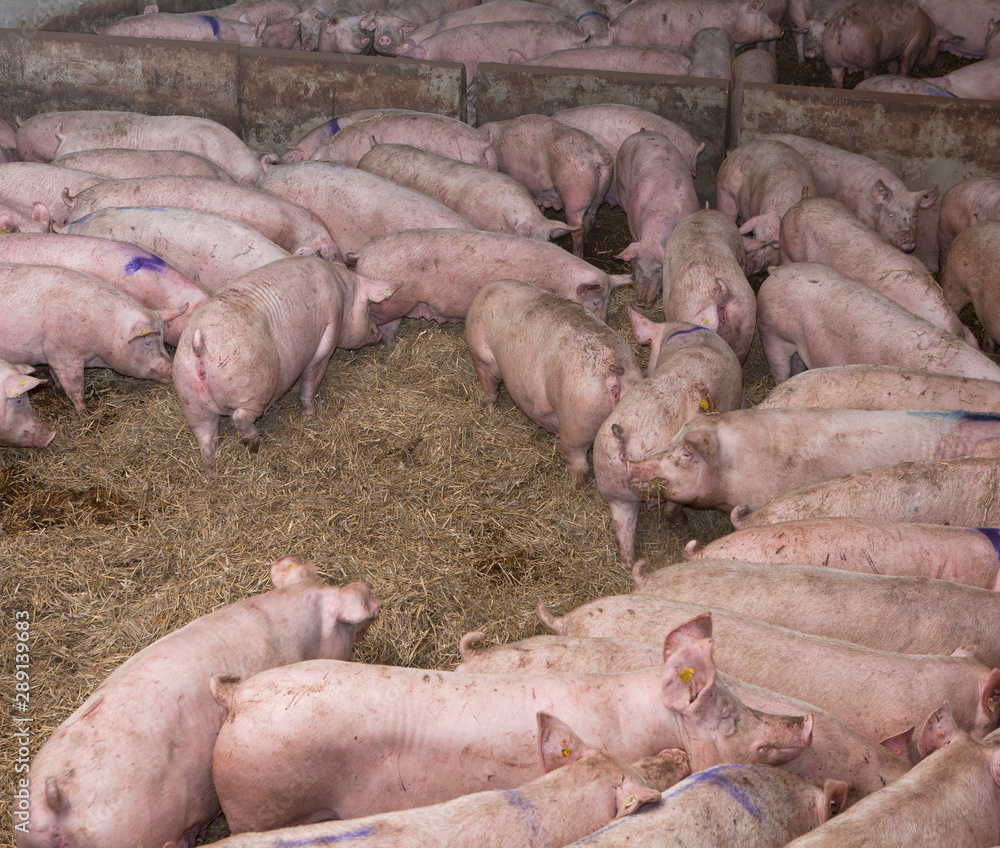 Free range pigs on straw. Netherlands. Farming Free range pigs on straw. Netherlands. Farming