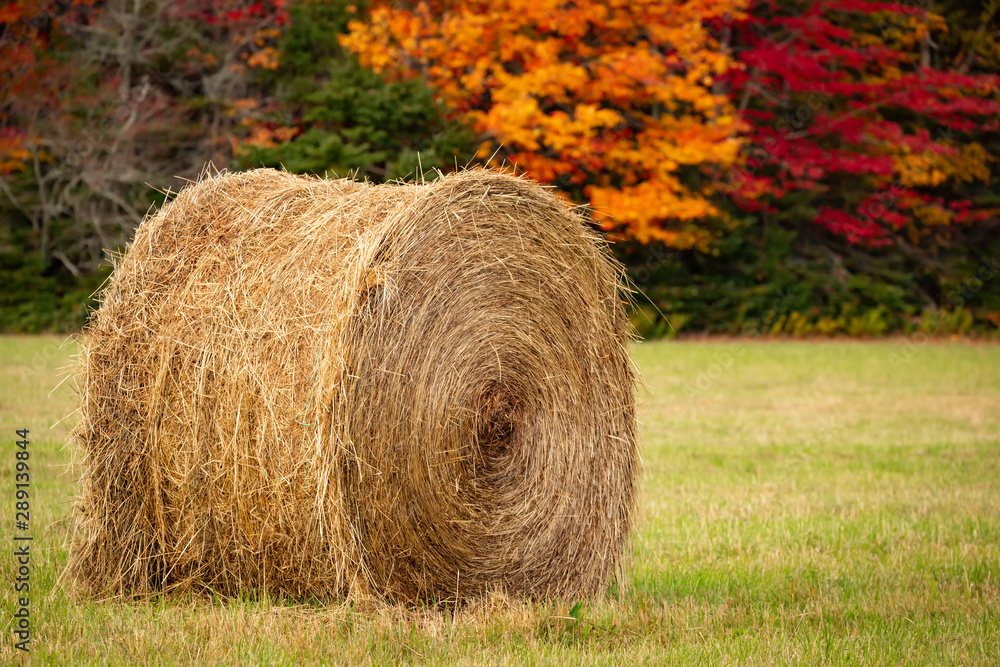 Hay bale in a farm field surrounded by fall foliage. Hay bale in a farm field surrounded by fall foliage.