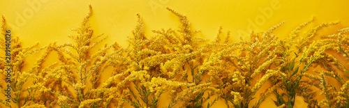 panoramic shot of goldenrod bunches isolated on yellow