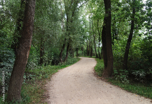 Fototapeta Naklejka Na Ścianę i Meble -  Path in park