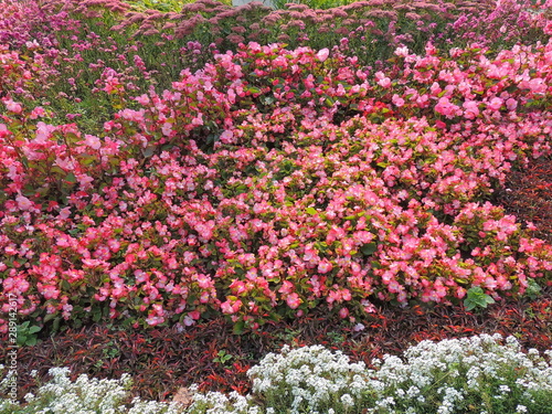 Fototapeta Naklejka Na Ścianę i Meble -  flowers in the garden.flower beds in the Park and home garden.