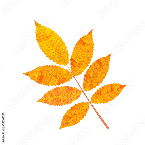 Yellow autumn leaf of ash, autumn decoration.