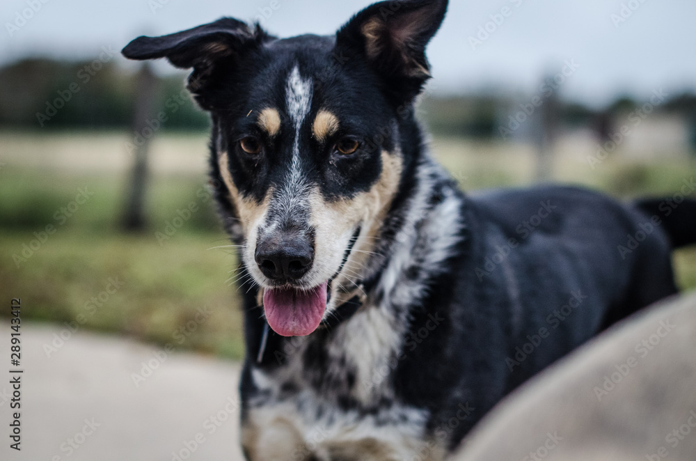 portrait of a dog portrait of a dog