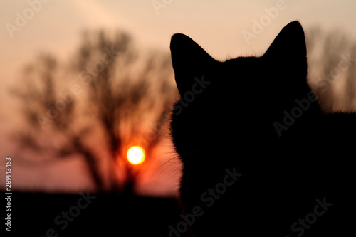 cat sunset silhouette