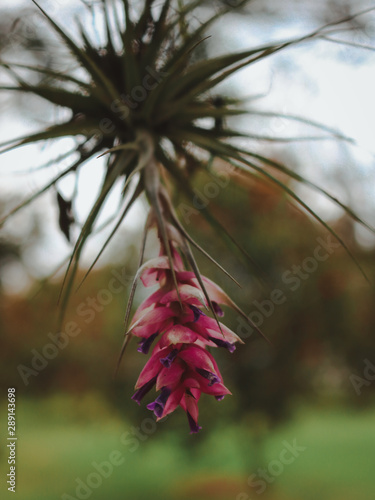 pink flower in the forest