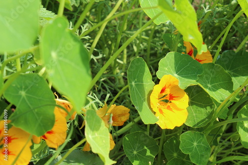 Cress is growing and blooming in the garden