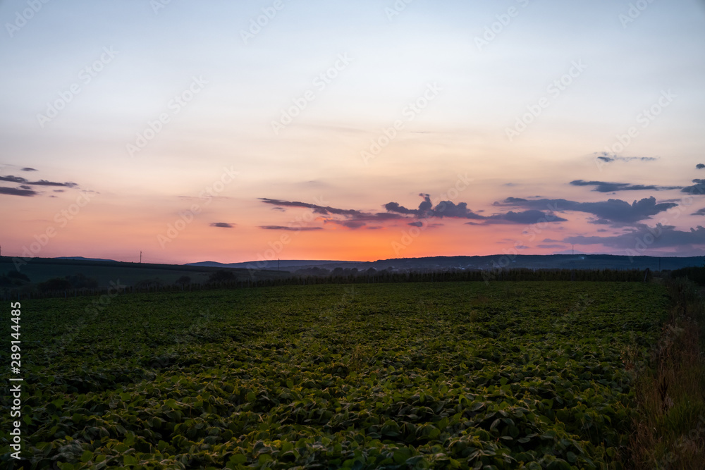 Obraz premium Beautiful landscape panorama, soybeans wide field, beautiful sunset on the background