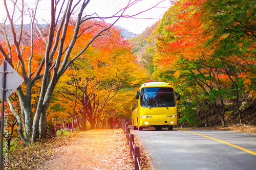 Tourist walking and Shuttle bus passing main road with scenery red and yellow maple tree during autumn in Naejangsan National Park.