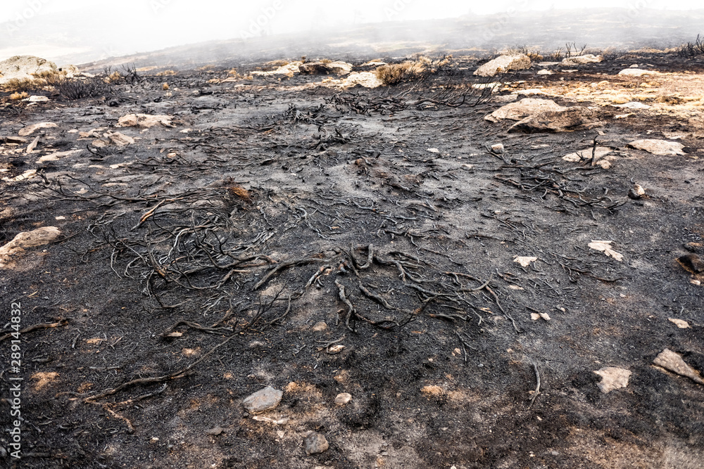 Ashes and remains of an undergrowth burned by a fire. Ashes and remains of an undergrowth burned by a fire.
