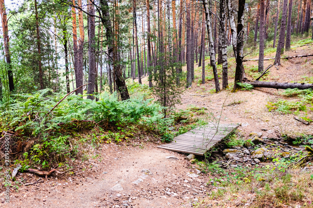Trail through a forest of high conifers, ideal for walking in autumn and relaxing in nature. Trail through a forest of high conifers, ideal for walking in autumn and relaxing in nature.