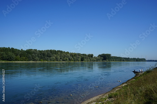 Rhein bei Neuburgweier