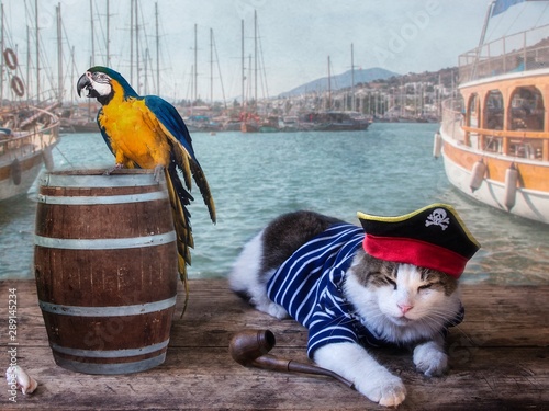 Cat in a sailor's vest on a pier photo