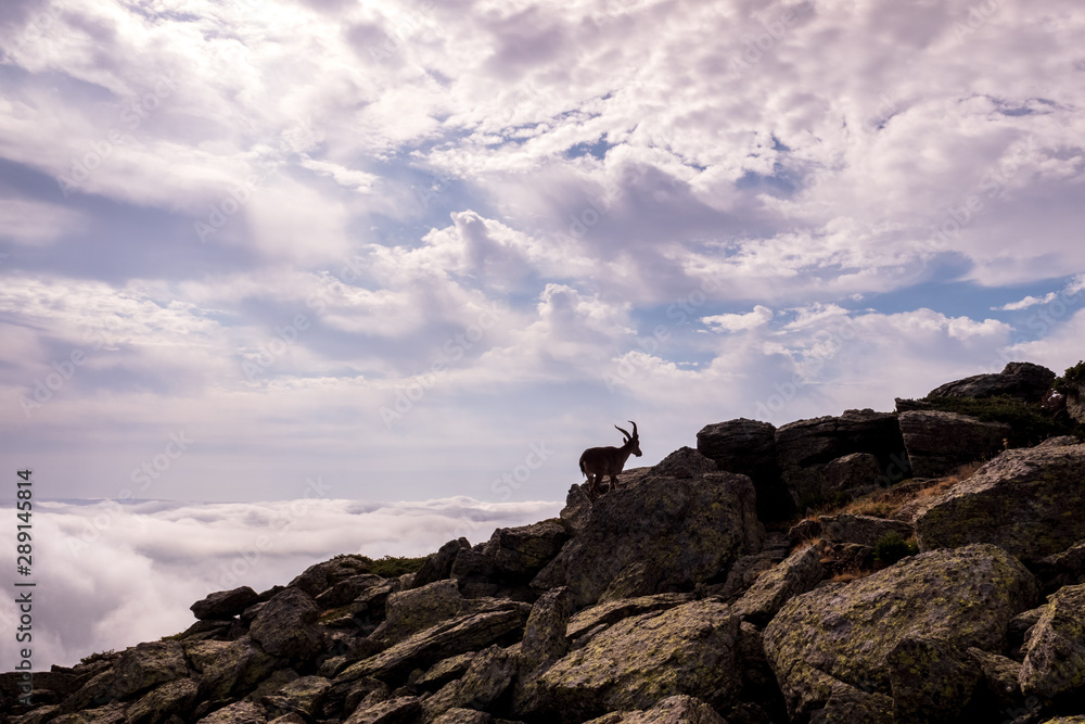 Goat silhouette, ibex pyrenaica, on top of a rocky cliff.