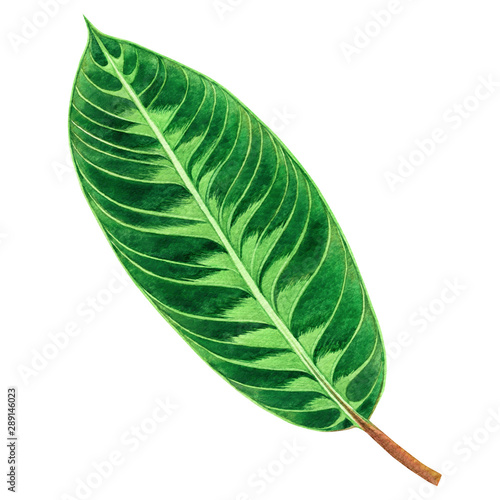 Watercolor painting green leaves palm leaf isolated on white background.Watercolor hand drawn illustration tropical aloha exotic leaf for wallpaper tree jungle Hawaii style pattern.With clipping path.