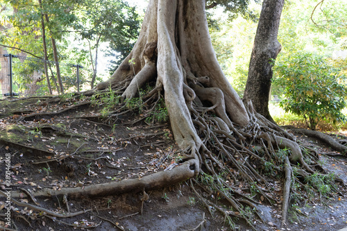 Big tree with roots in the park in Japan