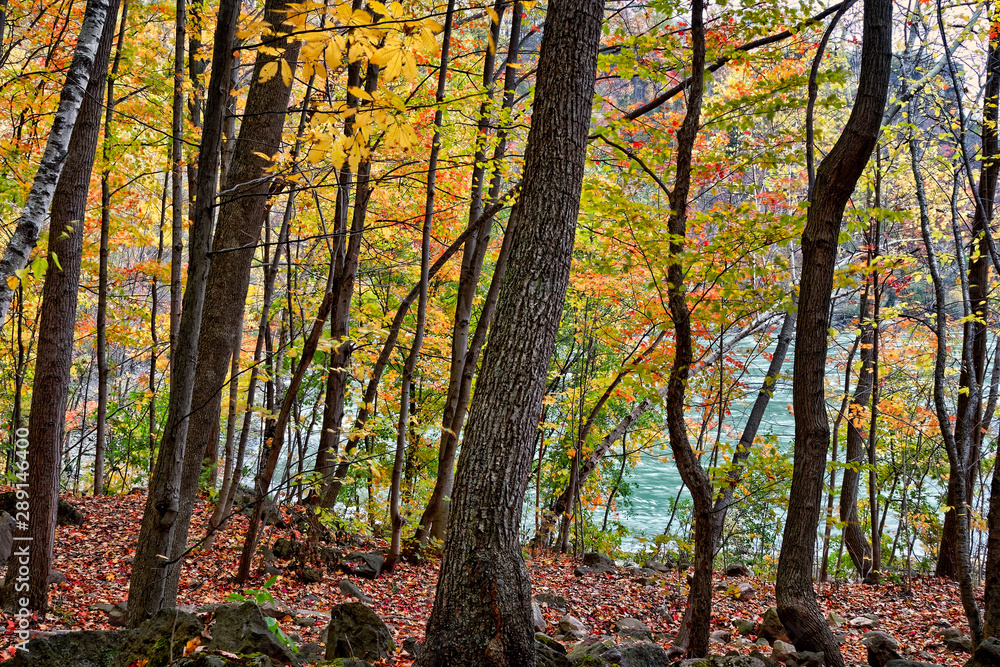Fototapeta premium Autumn In The Niagara River Gorge